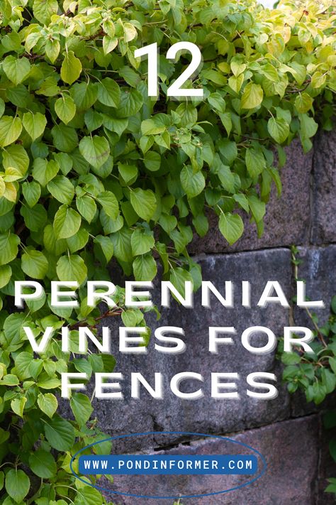 Variety of evergreen vines renowned for their ability to adorn fences with lush greenery and gorgeous flowers year-round. #VerticalGarden #PerennialVines #FenceAdornments Evergreen Fence Plants, Vines That Grow On Fences, Ivy Fence Ideas, Fence With Vines, Vines For Fences, Fence Vines, Climbing Plants Fence, Vine Fence, Metal Fences