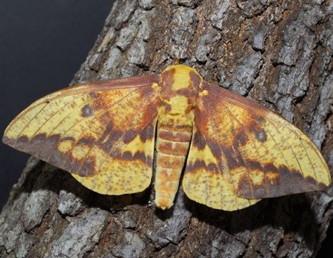 Imperial moth - Eacles imperialis Moth Oc, Imperial Moth, Arts References, Pretty Bugs, Nature Reference, Interesting Creatures, Moth Art, Arthropods, Butterfly Kisses