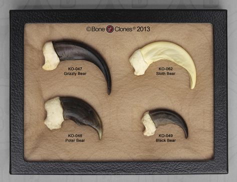 Set of 4 Bear Claws in Riker Box - Bone Clones, Inc. - Osteological Reproductions Carving Wood Ideas, Animal Claws, Shadow Work Spiritual, Primitive Technology, Oddities And Curiosities, Sloth Bear, Black Dream Catcher, Sharp Claws, Gold Jewels Design