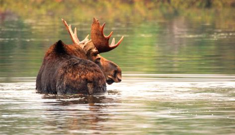 10 Best Things to Do in Maine - New England Today Moose Animal, Moose Pictures, Bull Moose, Moose Antlers, Big Game Hunting, Wildlife Prints, Denali National Park, Woodland Decor, Wildlife Photography