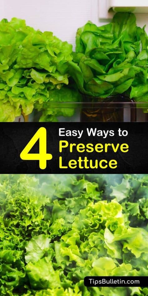 How To Make Lettuce Last Longer, Preserve Lettuce, Lettuce Ideas, Storing Lettuce, Head Of Lettuce, Salad Spinner, Iceberg Lettuce, Lettuce Leaves, Packing Machine