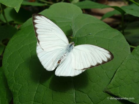 Butterfly - If the first butterfly you see in the year is white, you will have good luck all year. Three butterflies together mean good luck. White Moths, Seoul Garden, Three Butterflies, Bush Garden, Living In Costa Rica, Walk Outside, Butterfly White, White Butterflies, Butchart Gardens