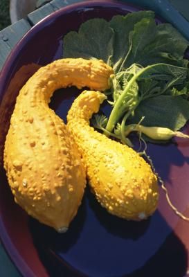 Crookneck Squash Recipes, Yellow Crookneck Squash, Crookneck Squash, Yellow Squash Recipes, Squash Bugs, Organic Pesticide, Yellow Squash, Veggie Side Dishes, Winter Squash