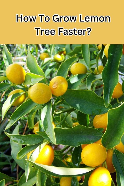 How to grow lemon tree faster? Looking to speed up the growth of your lemon tree? Discover these effective tips and techniques to help your lemon tree flourish and produce juicy lemons in record time. Grow Lemon Tree, Home Made Fertilizer, Grow Lemon, Growing Lemon Trees, Lemon Plant, How To Grow Lemon, Fruit Bearing Trees, Pest Prevention, Lemon Trees