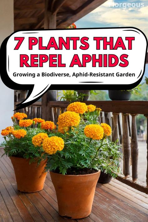 Plants that Repel Aphids Plants That Repel Aphids, Aphid Control, Planting Marigolds, Garden Companion Planting, Garlic Chives, Thriving Garden, Aromatic Herbs, Companion Planting, Coffee Grounds