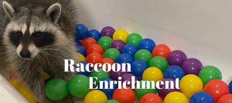 Raccoon Enrichment - Exotic Pet Wonderland - Tennessee Raccoon Rescue Raccoon Enrichment, Domesticated Raccoon, Pet Bobcat, Kong Treats, Smart Dog Toys, Exotic Pet, Baby Musical Toys, Pet Raccoon, Wildlife Rehabilitation