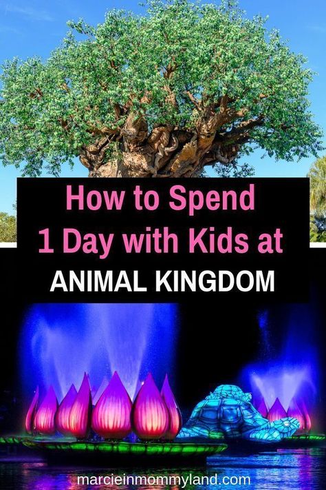 Animal Kingdom Snacks, Animal Kingdom Restaurants, Animal Kingdom Rides, Disney World Itinerary, Animal Kingdom Orlando, See Animals, Disney Animal Kingdom, Disney World Vacation Planning, Shows To Watch