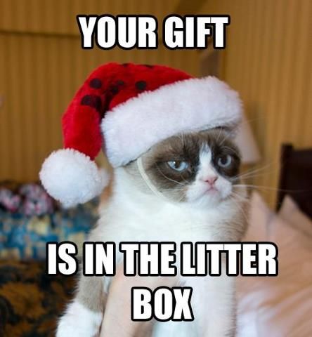 Don't lose your temper if they don't clean it ,then they go on vacation without you! Katt Diy, Grumpy Cat Christmas, Grumpy Cat Meme, Grumpy Cat Quotes, Grumpy Cats, Hee Man, Hate Christmas, Christmas Memes, Grumpy Cat Humor