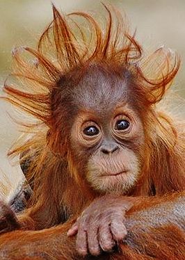 Baby Orangutan, Monkey Pictures, Monkeys Funny, Cute Monkey, Easter Hair, Primates, Sweet Animals, Funny Animal Pictures, Animal Photo