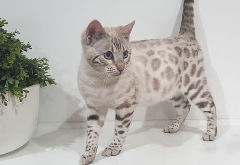 White Bengal Cat, Dream Pet, Hate Cats, Bengal Kitten, Dream's Cat, Bengal Cats, Cute Cat Breeds, Cute Animals Puppies, Big Animals