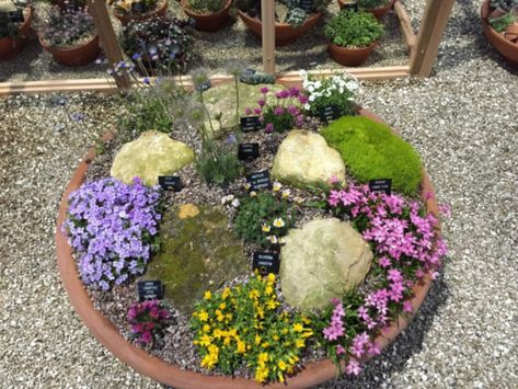 alpine bowl image 3 Small Rock Garden Ideas, Compact Garden, Large Terracotta Pots, Rockery Garden, Gardeners World, Small Front Gardens, Alpine Garden, Perennial Grasses, Terracotta Bowl