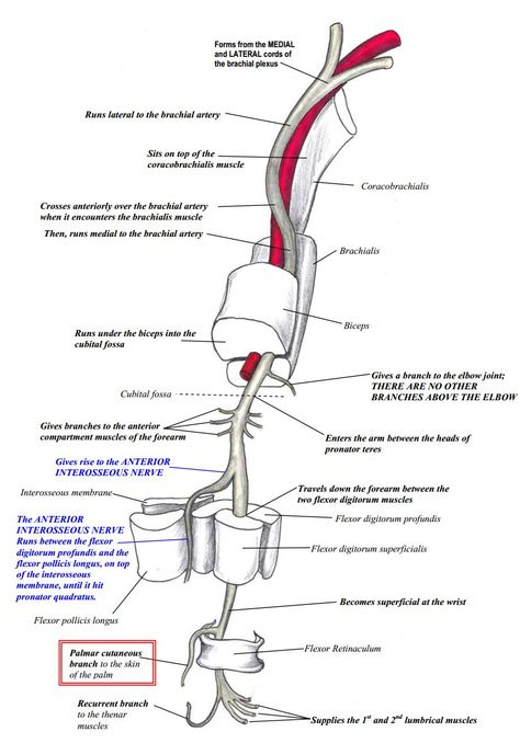 Course of the Median Nerve Median Nerve Anatomy, Nerve Diagram, Ulnar Nerve Anatomy, Nerve Glides, Recurrent Laryngeal Nerve, Afferent And Efferent Nerves, Nerve Injury, Neurological Assessment, Thoracic Outlet