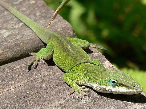 How to Create a Habitat for a Green Anole Lizard Green Anole Terrarium, Anole Terrarium, Green Anole Lizard, Anole Lizards, Weird Pets, Lizard Names, Lizard Cage, Green Anole, Lizard Habitat