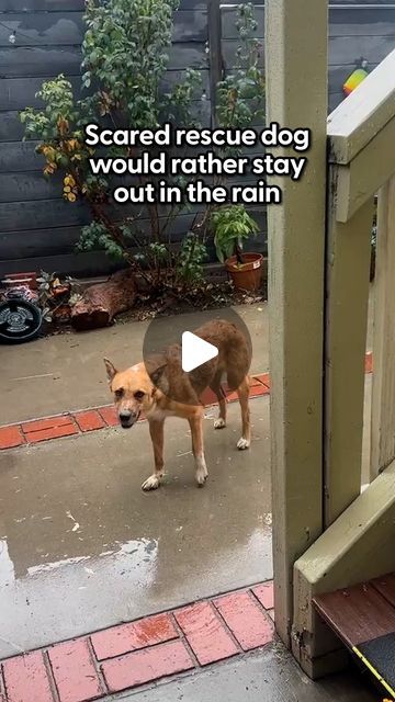 The Dodo on Instagram: "This rescued dog was too scared to come inside 🥺 

We talked to her foster mom, who sat in the shed outside with her until the most beautiful thing happened...

Keep up with more rescues like Wendy @theanimalpad" Scared Dog, Dog Shelter, Foster Mom, The Shed, Rescue Dog, Shelter Dogs, Keep Up, The Fosters, Adoption