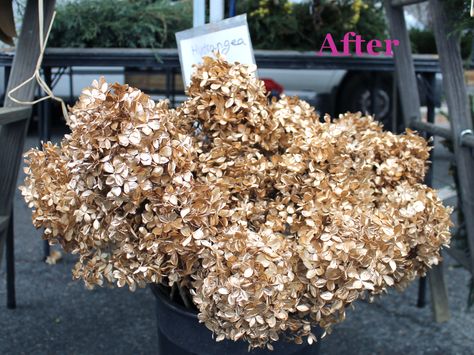 Gold painted hydrangea Spray Painted Hydrangeas, Painted Hydrangea, Shell Party, Mom Dad Anniversary, Dried Hydrangeas, 50th Anniversary Party, Gold Spray, Anniversary Ideas, Floral Inspiration