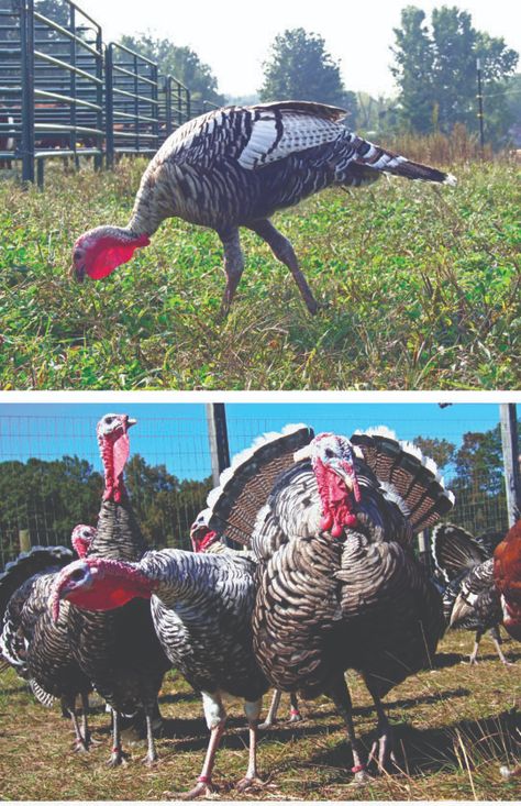 Get acquainted with the iconic Narragansett turkey breed, and meet one of its esteemed members, who's found a home and friends on a famous estate. Narragansett Turkey, Turkey Breeds, Bronze Turkey, Rhode Island Red, Holiday Birds, Rare Birds, Rare Breed, Coop, New England