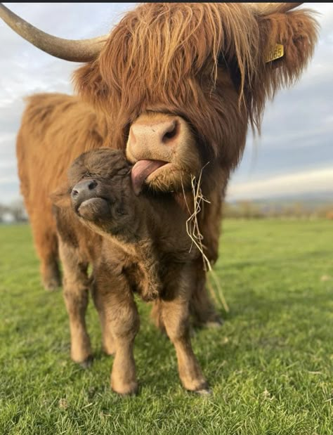 Cow Pictures Decor, Hyland Cows, Pet Cows, Baby Farm Animals, Fluffy Cows, Cow Pictures, Cute Small Animals, Highland Cows