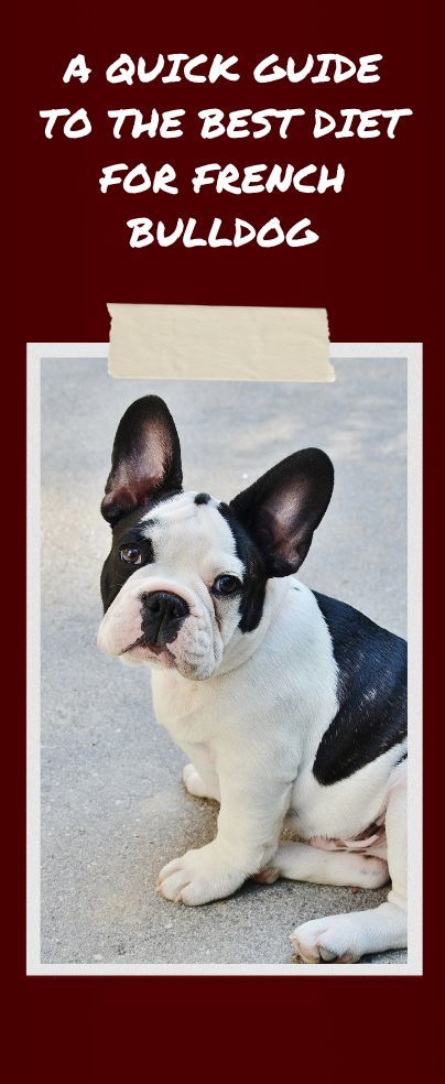 Frenchie Food Recipe, American Bulldog Puppies, Food Shelf Life, French Bulldog Breed, Canned Dog Food, Dog Bakery, Raw Dog Food Recipes, Raw Diet, Best Diet