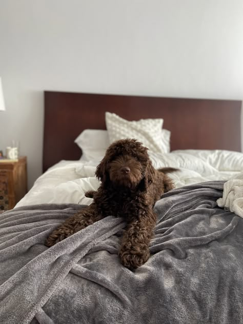 Dark Brown Labradoodle, Brown Doodle, Brown Labradoodle, Goldendoodle Black, Labradoodle Breeders, Labradoodle Dogs, Puppy Mom, Cockapoo Dog, Dog Mommy