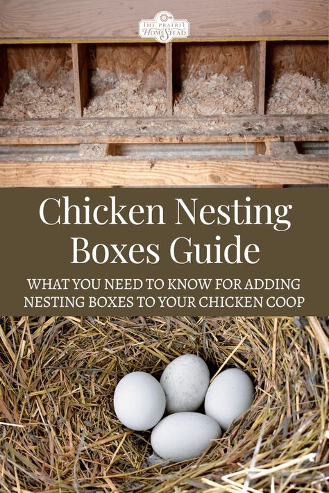 Ultimate Guide to Chicken Nesting Boxes • The Prairie Homestead Nesting Boxes Diy, Chicken Nest, The Prairie Homestead, Prairie Homestead, Raising Quail, Nest Boxes, Chicken Nesting Boxes, Urban Chickens, Chicken Coop Plans