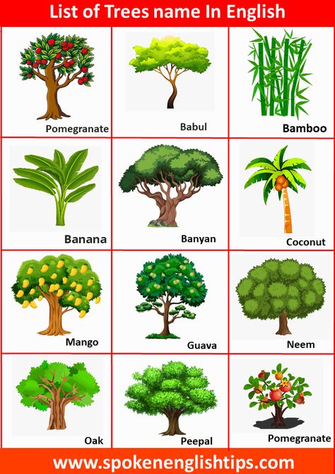 Tree Names Nature, Plants With Names, Tree Name, Type Of Trees, Different Trees Types, Types Of Trees Charts, Guava Tree Drawing, Indian Trees, Trees Name In English