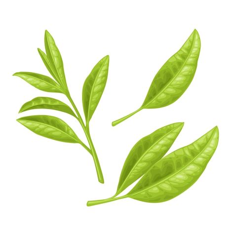 Tea branch with leaves vector color real... | Premium Vector #Freepik #vector #tea-leaves #green-tea #tea-plant #realistic Green Tea Leaf Tattoo, Tea Leaf Illustration, Tea Leaves Illustration, Tea Leaf Logo Design, Tea Leaves Logo, Tea Leaves Packaging, Branch With Leaves, Realistic Illustration, Tea Plant