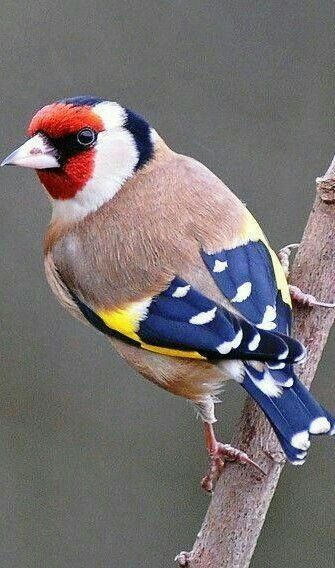 Most Beautiful Birds, Kinds Of Birds, Funny Birds, Colorful Bird, Goldfinch, Exotic Birds, Bird Pictures, Pretty Birds, Bird Drawings