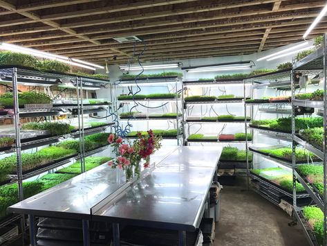 You Won't Believe What's in The Pub & The People's Basement - Washington City Paper Indoor Irrigation System Diy, Microgreen Farming, Microgreens Garden, Washington City, City Paper, Indoor Vegetables, Indoor Farming, Aquaponics Diy, Hydroponic Farming