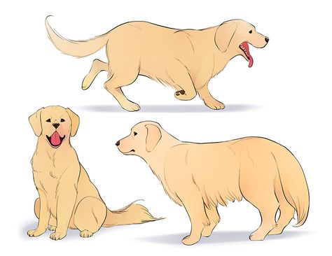 How To Draw Dogs, Golden Retriever Illustration, Golden Retriever Drawing, Draw Dogs, Draw A Dog, Dog Drawing Simple, Perros Golden Retriever, African Wild Dog, Dog Poses