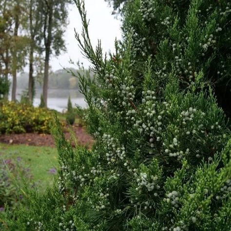 Meadow Nursery, Juniperus Chinensis, Deer Proof Plants, Juniper Tree, Indoor House Plants, Shade Shrubs, Growing Hydrangeas, Spring Meadow, Planting Shrubs