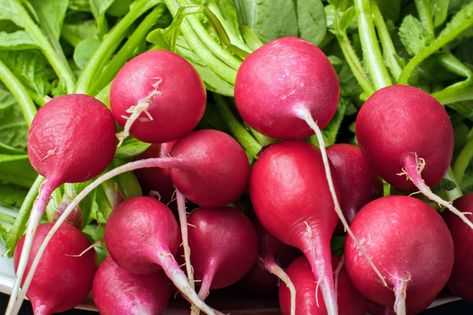 A Chefs Guide To Radishes: Exploring The Numerous Varieties and Flavors  | Riviera Produce Ayurvedic Drinks, Growing Radishes, Seed Sprouter, Red Radish, Radish Greens, Growing Organic Vegetables, Organic Fruits, Chicken Eating, Chicken Garden