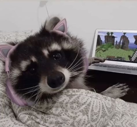 Raccoon Memes, Cute Raccoons, Trash Pandas, Pet Raccoon, Cute Raccoon, Raccoon Funny, Trash Panda, Silly Animals, Racoon