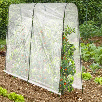 Serre à tomates Pumpkin Trellis, Garden Arch Trellis, Flower Trellis, Cucumber Trellis, Garden Insects, Trellis Plants, Garden Greenhouse, Vegetable Garden Design, Backyard Garden Design