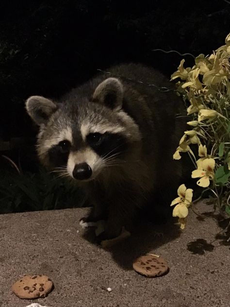 Raccoon Plushie Aesthetic, Raccoon Aesthetic Dark, Cute Raccoon Aesthetic, Racoon Aesthetic, Raccoon Pics, Raccoon Aesthetic, Angry Panda, Trash Pandas, Pet Raccoon