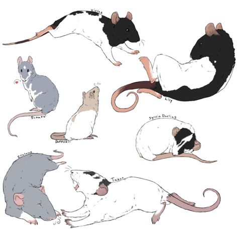 100 Rat Challenge - Set 1 by MaggotsPlz.deviantart.com on @DeviantArt Rats Reference Drawing, Drawing Rats, Rat Art Cute, Rat Standing Up Drawing, Rat Drawn, Rat Drawn Cute, Diviant Art, Rat Drawing, Rat Art