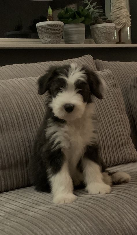 Bearded Collie Puppies, Cute Doge, Baby Beard, Hypoallergenic Puppies, Puppy And Kitten, Collie Puppies, Bearded Collie, 2 Dogs, Kitten Love