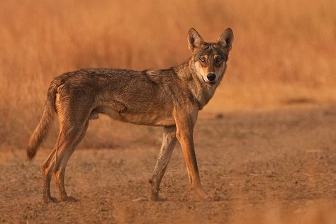 indian wolf Iberian Wolf, Mugger Crocodile, Ethiopian Wolf, Golden Wolf, Indian Wolf, Wolf Poses, Maned Wolf, Sloth Bear, African Wild Dog