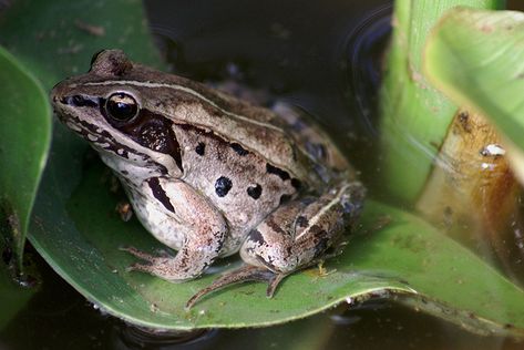 Alaskan Wood Frog Facts, Habitat, Diet, Adaptations, Pictures Tadpole Life Cycle, Diurnal Animals, Wood Frog, Frog Facts, Frog Eggs, Frog Species, Aquatic Insects, Garter Snake, Inktober 2024