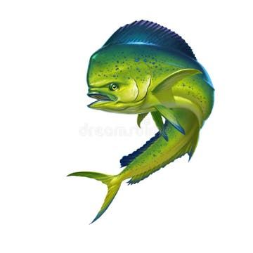 Mahi mahi fish stock illustration. Illustration of sailfish - 89610970 Mahi Mahi Tattoo, Mahi Tattoo Design, Mahi Wallpapers, Mahi Mahi Drawing, Mahi Mahi Illustration, Mahi Mahi Fish, Mahi Fish, Dolphin Fish, Dolphin Art