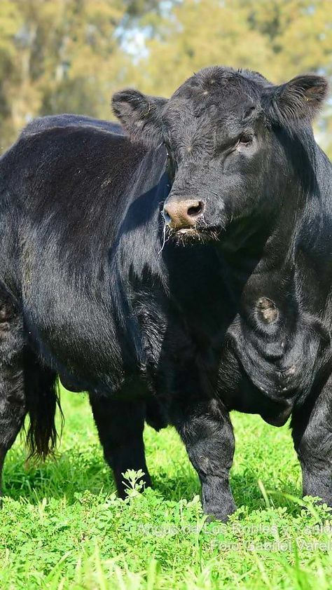 Bull Aberdeen Angus. Aberdeen Angus Cow, Aberdeen Angus Cattle, Beefmaster Bull, Angus Bull, What Animal Are You, Breeds Of Cows, Angus Cow, Angus Cattle, Aberdeen Angus