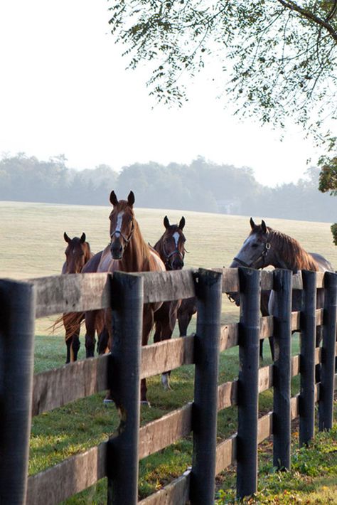 Horses in the country Foto Cowgirl, Future Farms, Country Lifestyle, Lexington Kentucky, Country Scenes, Ranch Life, Farms Living, Wooden Fence, Horse Farms