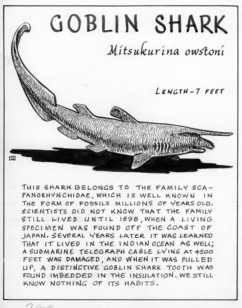 Marine Biology Sharks, Vintage Shark Poster, Swell Shark, Fun Facts About Sharks, Shark Information, Shark Books, Marine Poster, Oceanography Marine Biology, Goblin Shark