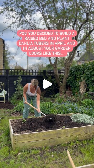 Grow Dahlias, Growing Dahlias, Raised Bed, How To Get Warm, The Soil, Raised Beds, A Video, Dahlia, Planting