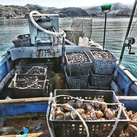 An Exclusive Tour in La Spezia’s Oyster Farms. - The Gulf of Poets is home to mussel breeding, one of the activities of excellence of the territory. Mussels and Oysters from La Spezia, farmed in the waters between Cinque Terre and the Magra Nature Reserve, are a delicious part of the local gastronomic tradition. Oyster Farming, The Prince Of Tides, Oyster Bay, Fish Farming, Mesa Exterior, Set Sail, Nature Reserve, Clean Water, Hunger Games