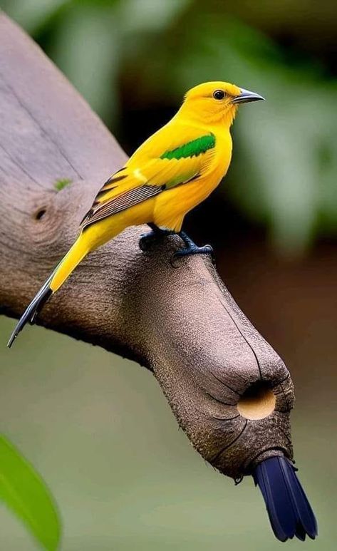 Golden Oriole, Oriole Bird, Cute Small Animals, Most Beautiful Birds, Rare Birds, Beautiful Bird, Dog Tattoo, Dog Tattoos, Pretty Birds