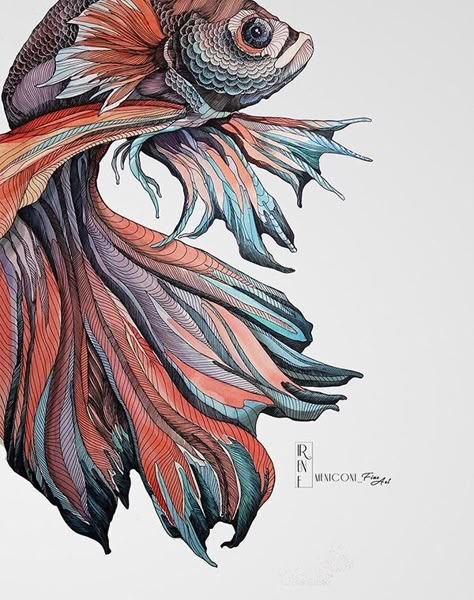 Beta Fish Drawing, Irene Meniconi, Illustrated Fish, Watercolour Fish, Fish Artwork, Fish Illustration, Fish Drawings, Color Pencil Art, Fish Art