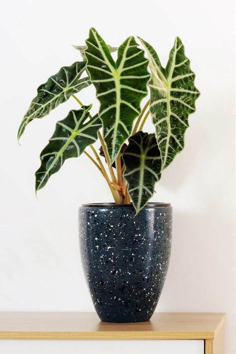 Beginner’s Guide to Caring For Alocasia ‘Polly’ (Alocasia Amazonica or African Mask Plant) – Garden Betty Alocasia African Mask Plant, African Mask Plant, Garden Betty, Exotic House Plants, Africa Mask, Alocasia Polly, Alocasia Plant, Mushroom Plant, Plant Care Tips