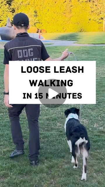 Shih Tzu Training, Loose Leash Walking, Dog Leash Training, Dog Training Advice, Online Training Courses, Dog Training Videos, All Dogs, Success Rate, Dog Trainer