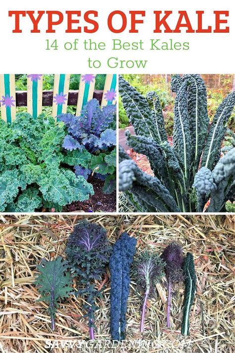 Types Of Kale, Harvesting Kale, Kale Plant, Growing Kale, Ornamental Kale, Gardening Techniques, Super Food, Cold Frame, Home Vegetable Garden