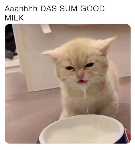 Cat In Milk, Milk Cat, Serious Cat, Memes Pt, Fluffy Kittens, Cat Meme, Little Kittens, An Email, Four Legged